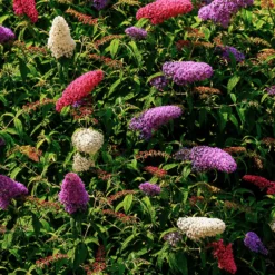 Schmetterlingsflieder 'Tricolor' - Drei Farben, ein Strauch