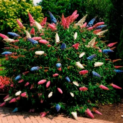 Schmetterlingsflieder 'Tricolor' - Drei Farben, ein Strauch