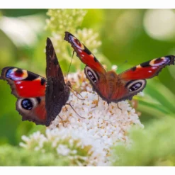 Schmetterlingsstrauch-Kollektion ‘Royal Red’, ‘White Profusion’, ‘Empire Blue’ - Die Farbexplosion des Sommers