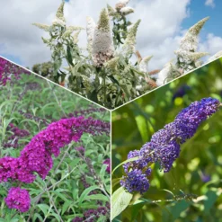 Schmetterlingsstrauch-Kollektion ‘Royal Red’, ‘White Profusion’, ‘Empire Blue’ - Die Farbexplosion des Sommers