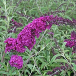 Schmetterlingsstrauch-Kollektion ‘Royal Red’, ‘White Profusion’, ‘Empire Blue’ - Die Farbexplosion des Sommers