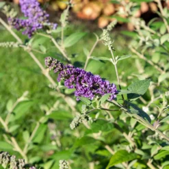 Schmetterlingsstrauch ‘Summer Lounge’ - Voller Blüten, voller Leben