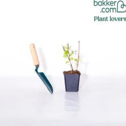 Schmetterlingsstrauch ‘Summer Lounge’ - Voller Blüten, voller Leben