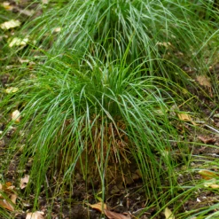 Schmiele 'Goldschleier' - Goldener Schleier im Schatten
