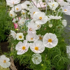 Schmuckkörbchen Cupcakes White - Weiße Blüten den ganzen Sommer
