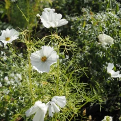 Schmuckkörbchen Cupcakes White - Weiße Blüten den ganzen Sommer