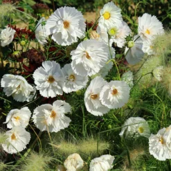 Schmuckkörbchen Cupcakes White - Weiße Blüten den ganzen Sommer