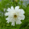 Schmuckkörbchen 'Double Dutch White' - Weiße Blüten den ganzen Sommer