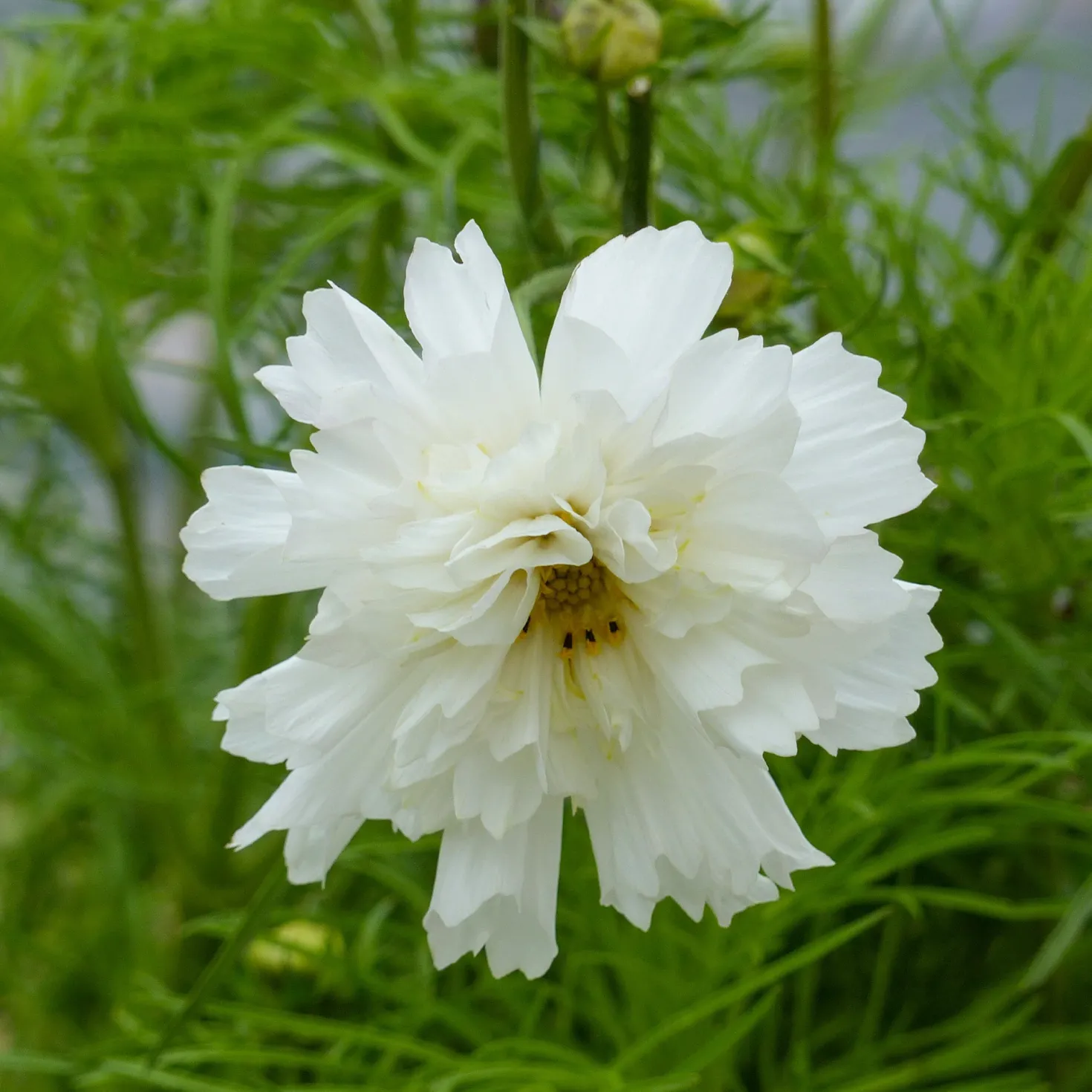 Schmuckkörbchen 'Double Dutch White' - Weiße Blüten den ganzen Sommer