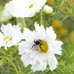 Schmuckkörbchen 'Double Dutch White' - Weiße Blüten den ganzen Sommer