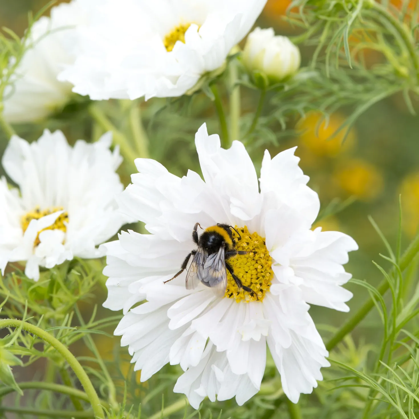 Schmuckkörbchen 'Double Dutch White' - Weiße Blüten den ganzen Sommer