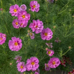 Schmuckkörbchen 'Double Dutch Rose' - Rosa Blüten den ganzen Sommer