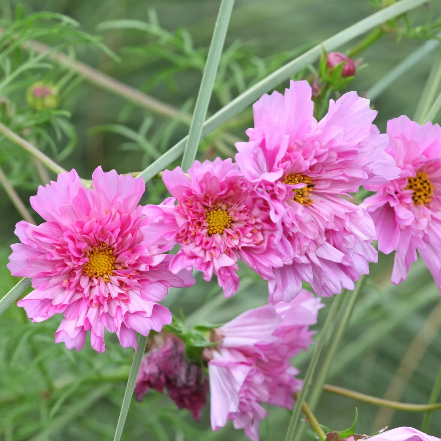 Schmuckkörbchen 'Double Dutch Rose' - Rosa Blüten den ganzen Sommer