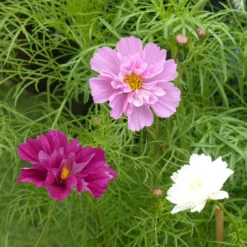 3 Schmuckkörbchen Kollektion - Blüten den ganzen Sommer