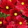 Schmuckkörbchen Rubenza - Tiefrote Blüten den ganzen Sommer