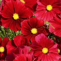 Schmuckkörbchen Rubenza - Tiefrote Blüten den ganzen Sommer