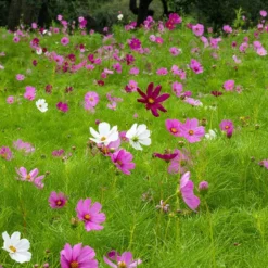Schmuckkörbchen Sensation Mischung - Blütenmeer den ganzen Sommer