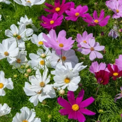 Schmuckkörbchen Sensation Mischung - Blütenmeer den ganzen Sommer