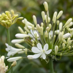 Schmucklilie ‘Arctic Star’ - Weiße Blüten, robust im Winter