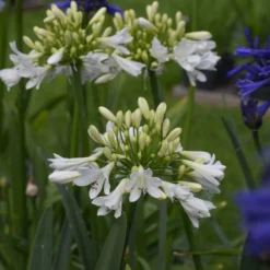 Schmucklilie ‘Arctic Star’ - Weiße Blüten, robust im Winter