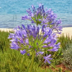 Schmucklilie - Blaue Blütenkugeln im Topf