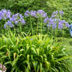 Schmucklilie - Blaue Blütenkugeln im Topf