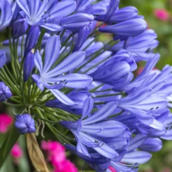 Schmucklilie - Blaue Blütenkugeln im Topf