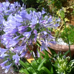 Schmucklilie Blue Infinity® Panaga - Blaue Blüten den ganzen Sommer