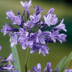 Schmucklilie Blue Triumphator - Blaue Blütenbälle im Kübel