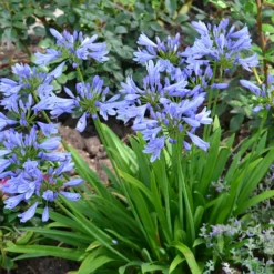 Schmucklilie ‘Pitchoune® Blue’ - Blaue Blüten ohne Aufwand