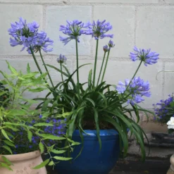 Schmucklilie ‘Pitchoune® Blue’ - Blaue Blüten ohne Aufwand