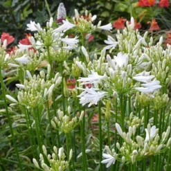Schmucklilie PITCHOUNE® White - Weiße Blüten den ganzen Sommer