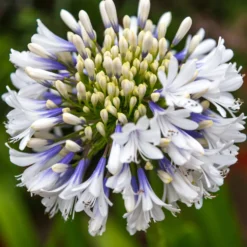 Schmucklilie ‘Queen Mum’ - Weiße Blütenbälle im Sommer