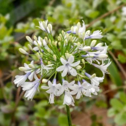 Schmucklilie ‘Queen Mum’ - Weiße Blütenbälle im Sommer