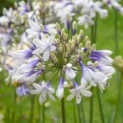 Schmucklilie ‘Queen Mum’ - Weiße Blütenbälle im Sommer