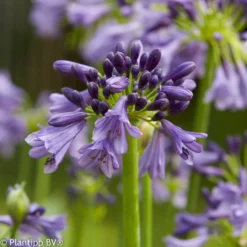 Schmucklilie 'Star poppin Purple®' - Violette Blüten den ganzen Sommer