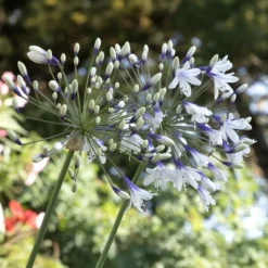 Schmucklilie Twister - Zweifarbige Blüten sofort