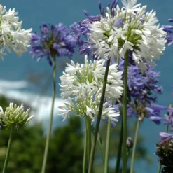 Schmucklilie (x3) - Blaue Blüten den ganzen Sommer