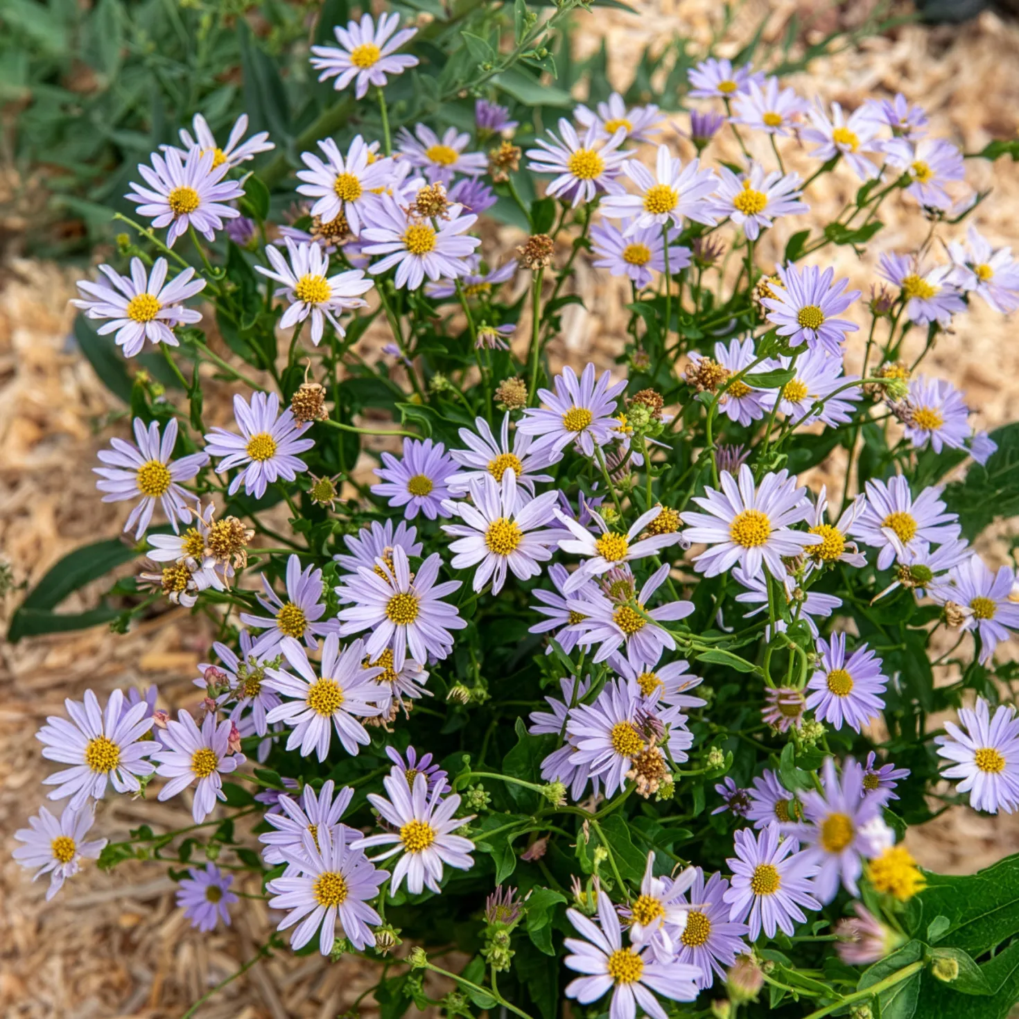 Schönaster Blue Star - Monatelang blaue Blütenwolke