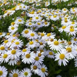 Schönaster 'Madiva' - Weiße Blüten bis November