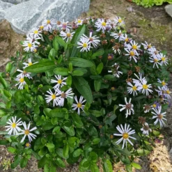 Schönaster Nana Blue - Blüht bis September