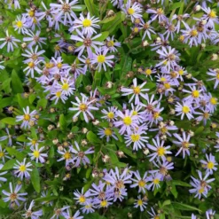 Schönaster Nana Blue - Blüht bis September