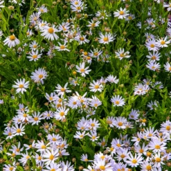 Schönaster - Wochenlang weiße Blüten