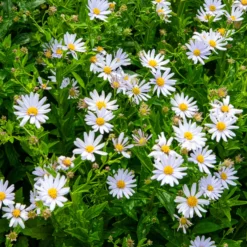 Schönaster - Wochenlang weiße Blüten