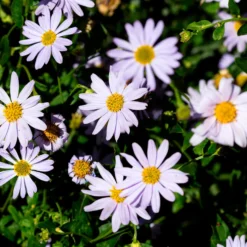 Schönaster - Wochenlang weiße Blüten