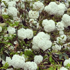 Schneeball Eskimo auf Stamm - Blütenkugeln auf Stamm
