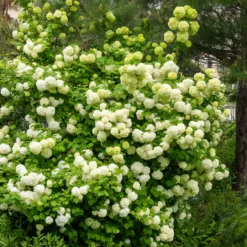Schneeball ‘Roseum’ - Weiße Blütenkugeln im Mai