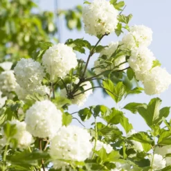 Schneeball ‘Roseum’ - Weiße Blütenkugeln im Mai