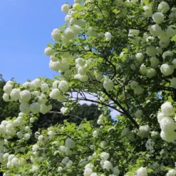 Schneeball ‘Roseum’ - Weiße Blütenkugeln im Mai