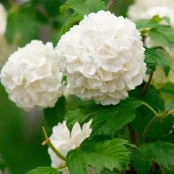 Schneeball ‘Roseum’ - Weiße Blütenkugeln im Mai